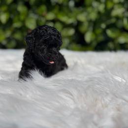 Boy2 - Black male Poodle puppy in Covina, California from Shih_doodle_Co