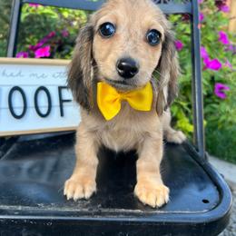 Shaded cream dapple boy - Dapple male Dachshund puppy in Payette, Idaho from NT Mini Doxies