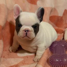 Pied boy 1 - Blue male French Bulldog puppy in Pennsylvania from R & C French Bulldogs