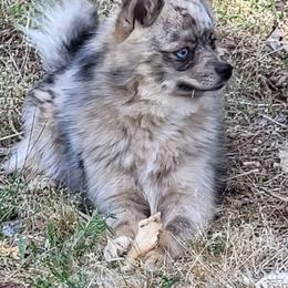 Huckleberry - Merle male Pomsky puppy in Gladstone, Virginia from Rustic Charms Miniature Huskys