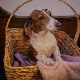 Minty Zaki - Piebald female Dachshund puppy in Temecula, California from Naomi Magee's Dachshund Kennel