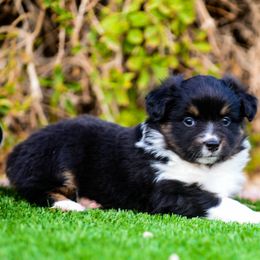 Miniature Australian Shepherd Puppies from Rockin D Mini Aussies