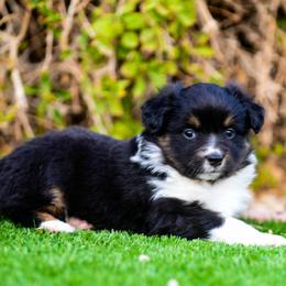 Miniature Australian Shepherd Puppies from Rockin D Mini Aussies