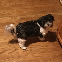 Cricket - Biewer Terrier