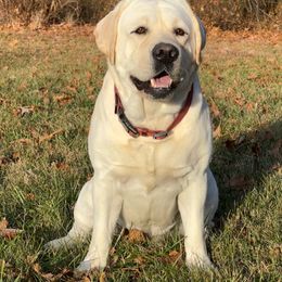 Mika - Labrador Retriever