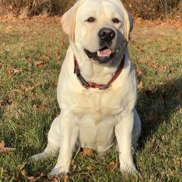 Mika - Labrador Retriever