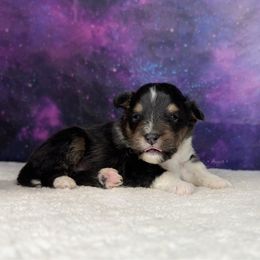 Tri boy 1 - Black white and tan male Shetland Sheepdog puppy in Elk, Washington from Asgard Shetland Sheepdogs