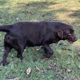 Sabrina - Labrador Retriever