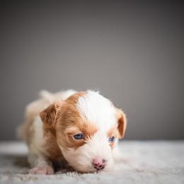 Jessie - Parti female Schnoodle puppy in Caldwell, Idaho from Boise Doodle Co.