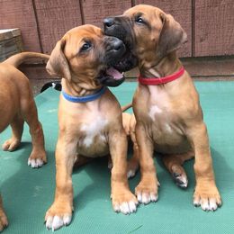 Rhodesian Ridgeback Puppies from Supernova Ridgebacks