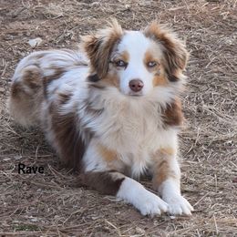 Rave - Toy Australian Shepherd