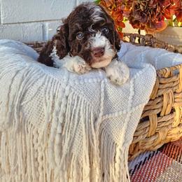 Harrison - Phantom male Bernedoodle puppy in Russell Springs, Kentucky from 270 Doodles
