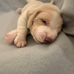 Neon Green collar - boy- Pickles - Red and white male Beagle puppy in Las Vegas, Nevada from Hound Kings