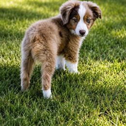 Red Merle 2 discounted his price - Red merle male Toy Australian Shepherd puppy in Stephenville, Texas from Rockin J Lil Aussies