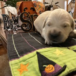 Golden Retriever Puppies from Tupelo Honey Farm's Golden Retrievers
