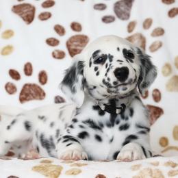 Gray - White and black male Dalmatian puppy in Cottage Grove, Oregon from Hidden Hills Dalmatians