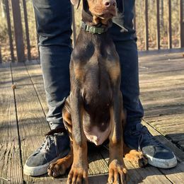 Boy - Doberman Pinscher puppy from Wizard Ost Revolution kennel