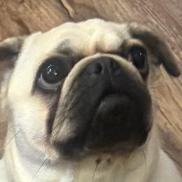 Emmy - Pug