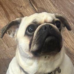 Emmy - Pug