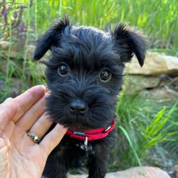 Caleb - Black male Miniature Schnauzer puppy in Colorado Springs, Colorado from Spice Mountain Puppies