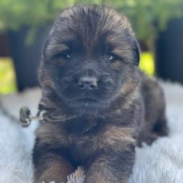 Hawkeye - Sable male German Shepherd puppy in Oakland, Oregon from VHM German Shepherds