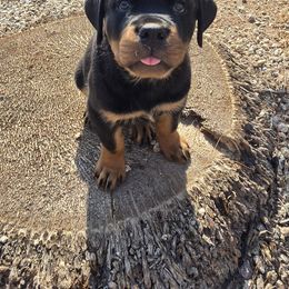 Vanilla - Black and tan female Rottweiler puppy in Peoria, Arizona from Von Diamond Hearts Rottweilers