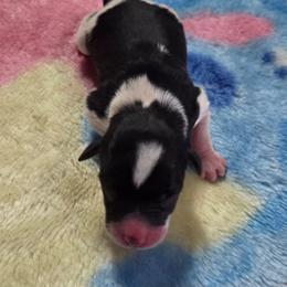 Clark - Parti male Miniature Schnauzer puppy in Elgin, Iowa from Firefly Stables
