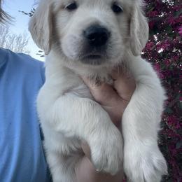 Black - Light golden male Golden Retriever puppy in Jesup, Georgia from Painted Platinum Retrievers (Painted Platinum Kennel) PPK