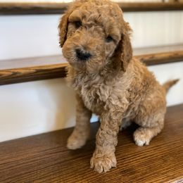Goldendoodle Puppies from C.P. Puppy Buddies