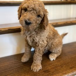 Goldendoodle Puppies from C.P. Puppy Buddies