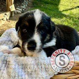Green Collar - Black tri-color male Australian Shepherd puppy in Winston Salem, North Carolina from Serenity Acres Aussies
