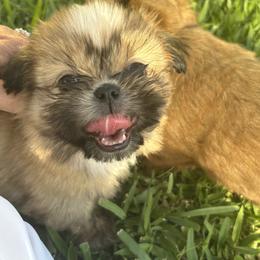 Shih Tzu Puppies from Staci Fidler