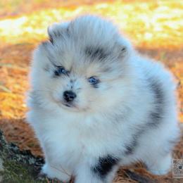 Juniper - Merle male Pomsky puppy in Bremen, Indiana from AMS Pomeranians and Pomskies in Indiana