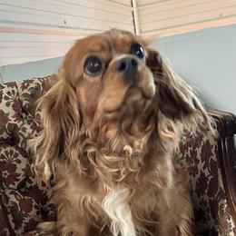 Cavalier King Charles Spaniel Puppies from My Little Pups