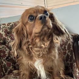 Cavalier King Charles Spaniel Puppies from My Little Pups