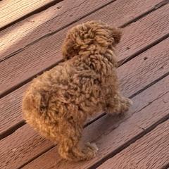 Poodles from TTpoodle