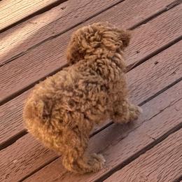 Poodles from TTpoodle