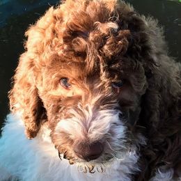 Labradoodle Puppies from AV Cares Doodles