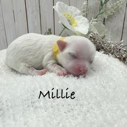 Millie - White female Coton de Tulear puppy in Cabool, Missouri from Big Gulch Puppies