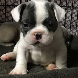 French Bulldog Puppies from Monarchy's Finest French Bulldogs