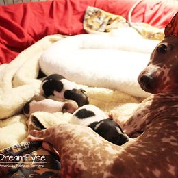 American Hairless Terrier Puppies from DreamEyce American Hairless Terriers