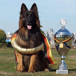 Inferno (this male is not owned by Parkseite German Shepherds) - German Shepherd