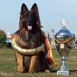 Inferno (this male is not owned by Parkseite German Shepherds) - German Shepherd