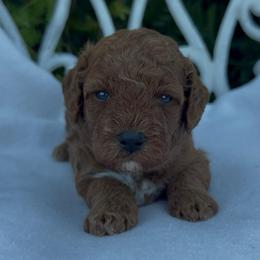 Berry - Red male Assorted Doodle Crosses puppy in Yuba City, California from Lucky Day Doodles