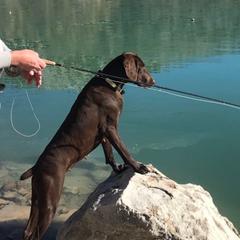 Ruby - German Shorthaired Pointer