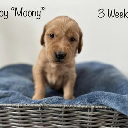 Golden Retriever Puppies from Gold Treasure Retrievers