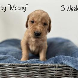Golden Retriever Puppies from Gold Treasure Retrievers