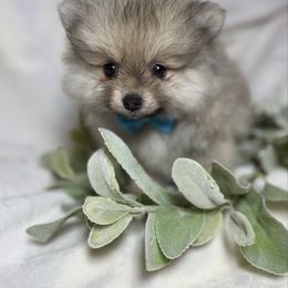 Bo - Cream sable male Pomeranian puppy in Rhome, Texas from TyeDye Kennels