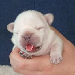 French Bulldog Puppies from Diamond Dreams French Bulldogs