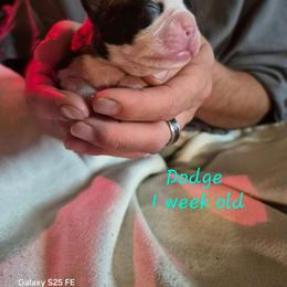 Dodge - Black brindle and white male Boston Terrier puppy in Colorado Springs, Colorado from M&Bs Boston Terriers